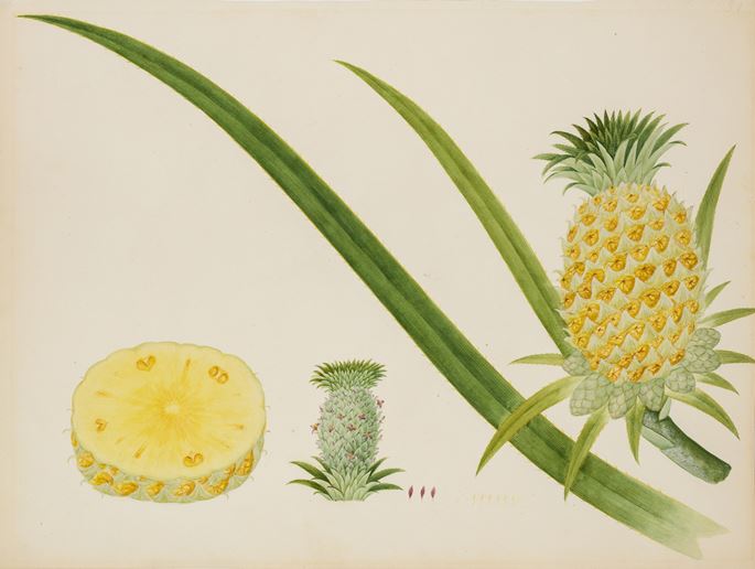 Collection of Individual Plant Studies | MasterArt