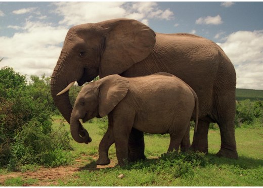 Elephants Take Huge Step Back Thanks to U.S.