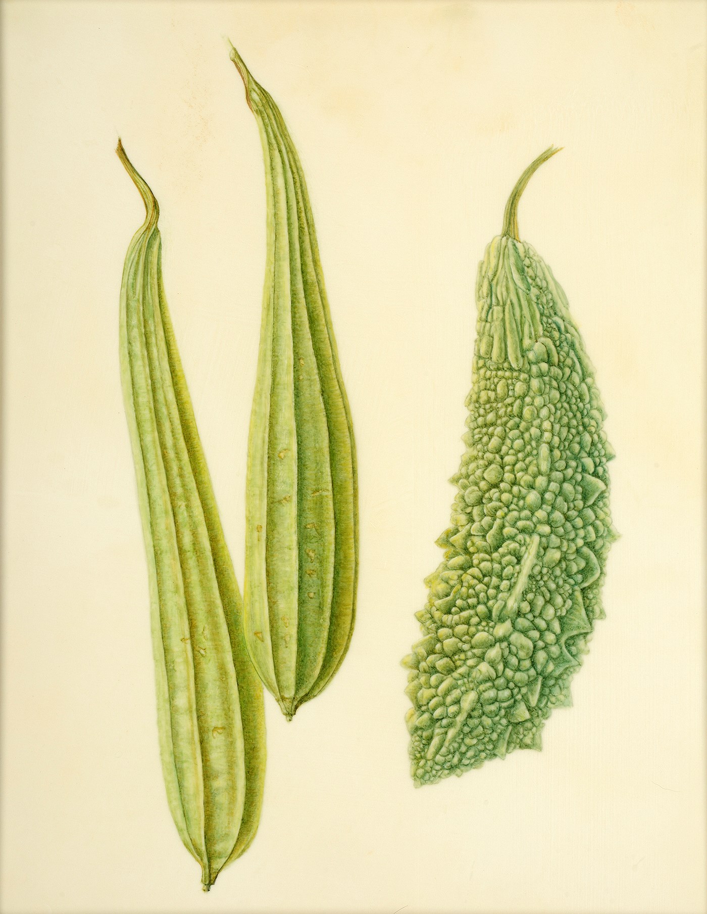 Watercolor Painting Illustration Of Bitter Gourd Goya Stock Illustration -  Download Image Now - iStock